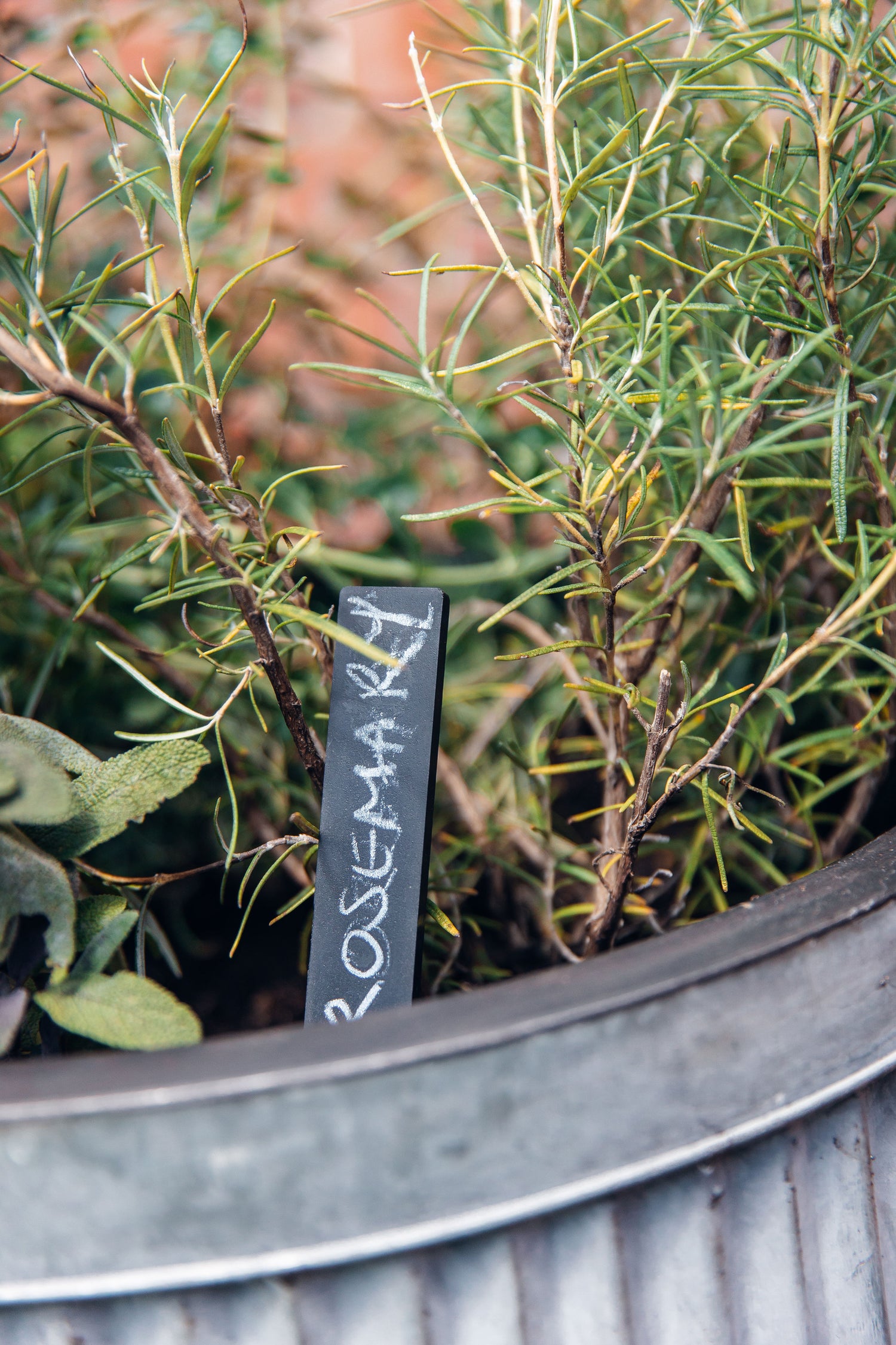 Potted plant with a label reading 'Rosie Marie' on a blurred background